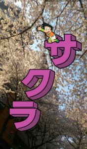 サクラ サクラ