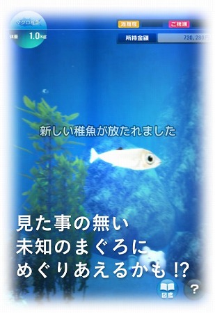マグロと出会い、ふれあい、育て、そして別れる・・・！