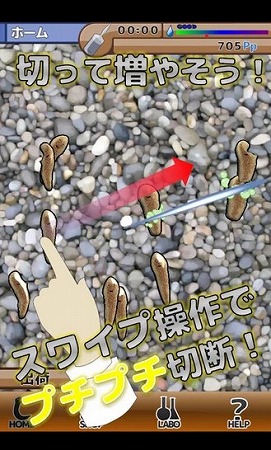 どこから切っても再生する驚異的な能力を持つプラナリア！