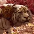 急にアジアンファンタジー全開！人気FPSゲームFARCRY 4で弟者が地上の楽園シャングリラ編を実況プレイの画像