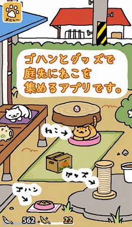 気ままなねこを観察！