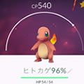 こんな萌コイキングなら進化させない!『爆笑!ポケモンGOコスプレ』、【検証】ギャラドス、大事なのは進化?それとも強化?など、8月16日(火)の動画ニュース全4本の画像