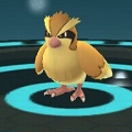 ポケモンGOのポッポがピジョンに進化するために必要なアメの数はいくつ?【ポケモン クイズ&トリビア】の画像
