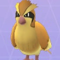 酉年ということで、奇跡のポッポたちをお納め下さい。ポケモンGOで撮れたあんなポッポ、こんなポッポ!【ポケモン噂の事件簿291】の画像