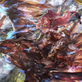 【シャドウバース(シャドバ)】疾走「バハムート」が現実に!?新ドラゴンカード解説&デッキ紹介「疾走ドラゴン」【ドラゴンデッキ】の画像