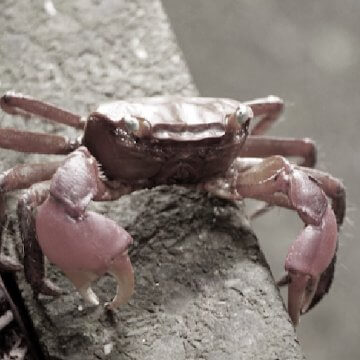 Crabhouseのアプリアイコン